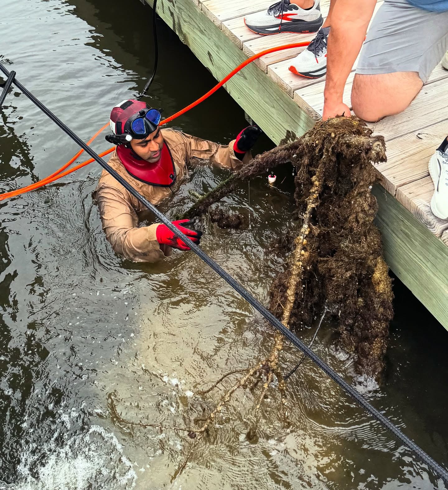 Diver in marina water lifts a large mass of marine growth beside the dock.